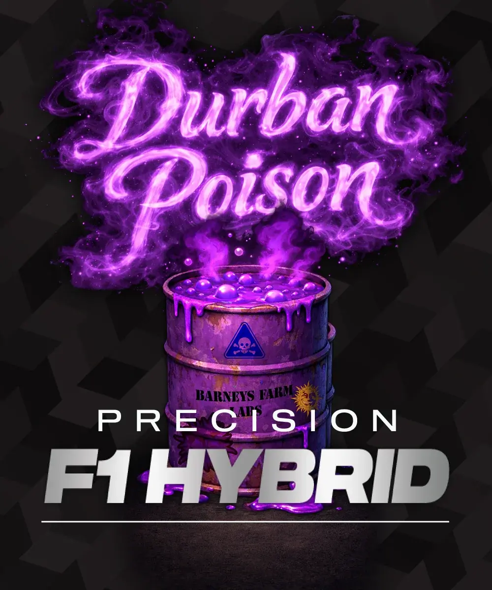 Durban Poison feminizada de Barney’s Farm