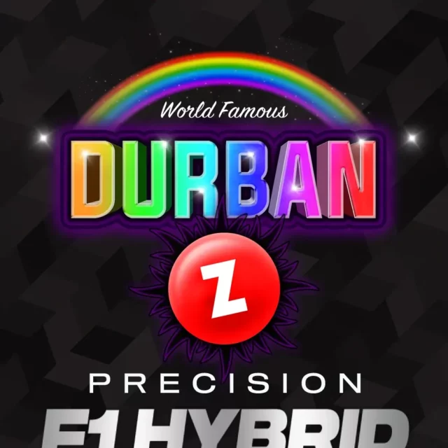 Durban Z feminizada de Barney’s Farm