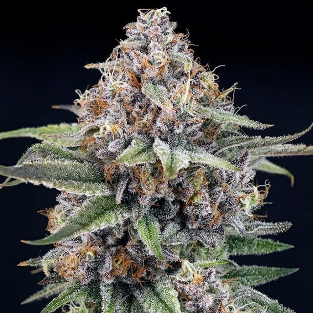 EyeBallz feminizada de Ripper Seeds