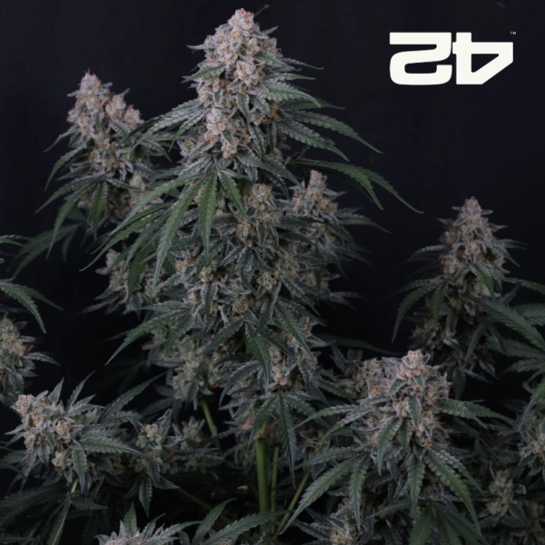 GMO Auto de FastBuds