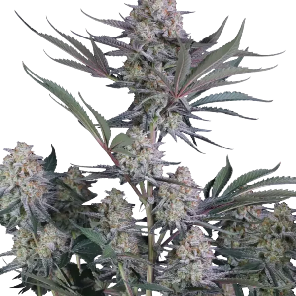 Lemon Tree Auto de FastBuds