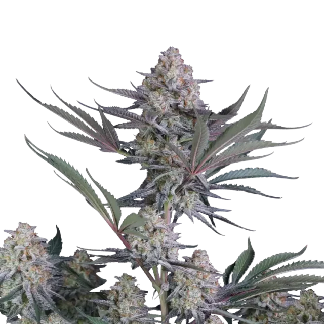 Lemon Tree Auto de FastBuds