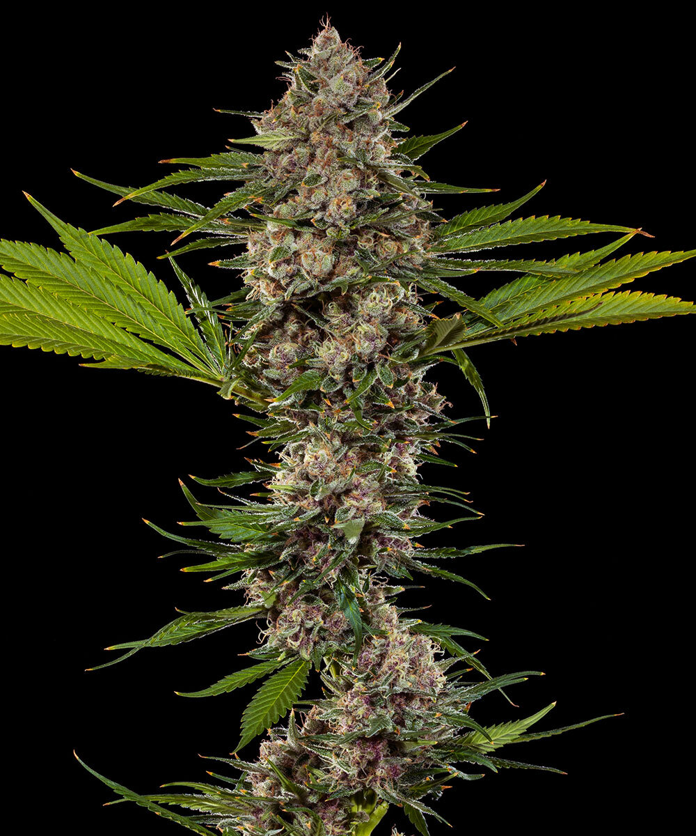 MAC 1 feminizada de Barney’s Farm - Imagen 2