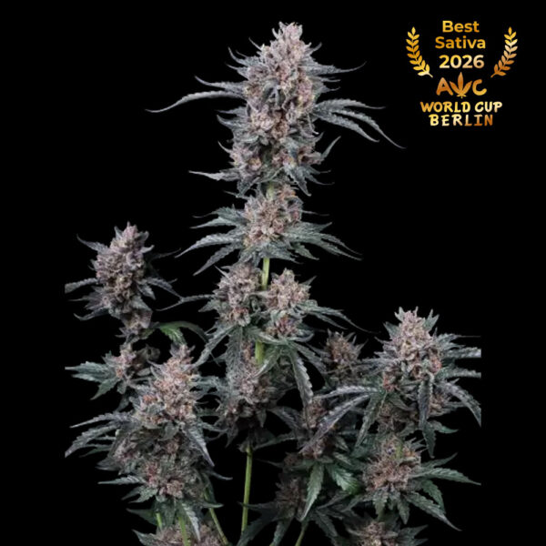 Mango Cherry Runtz Auto de FastBuds