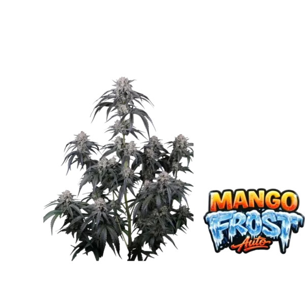 Mango Frost Auto de FastBuds