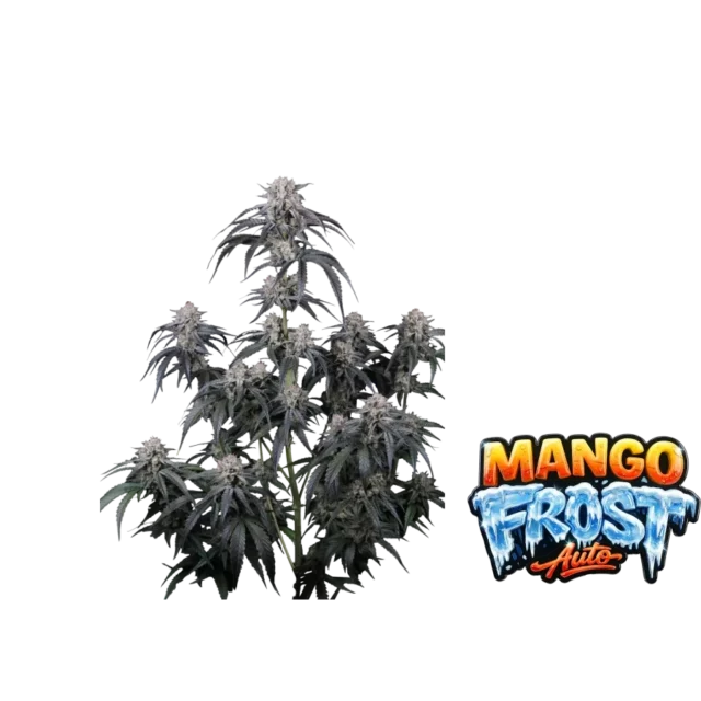 Mango Frost Auto de FastBuds