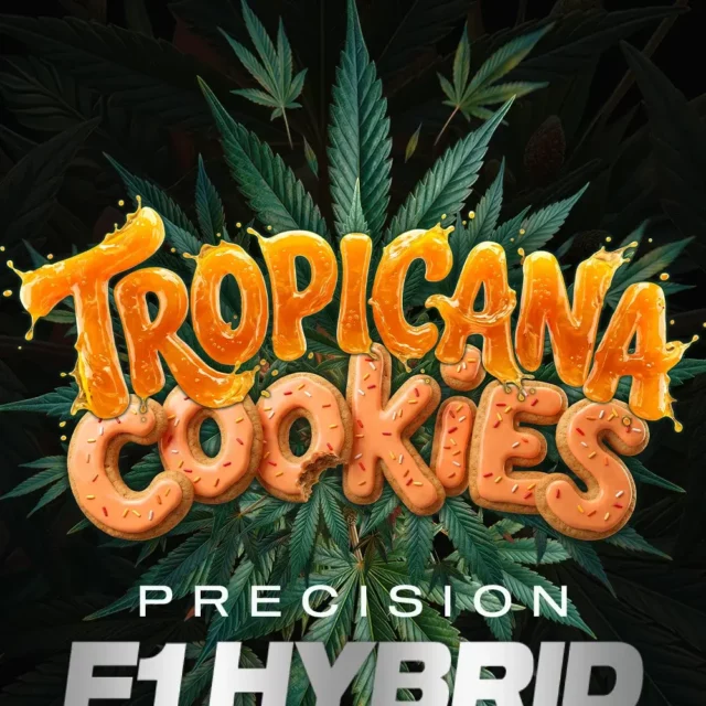 Tropicana Cookies Auto de Barney’s Farm
