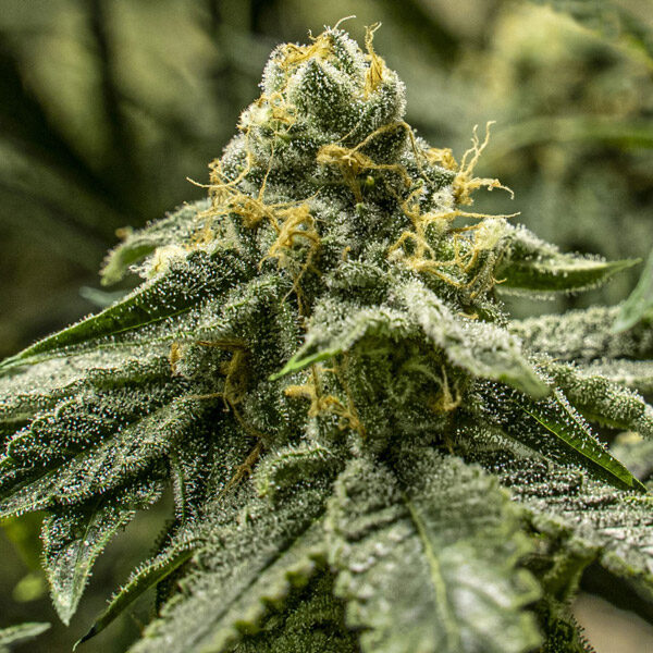 2y2 feminizada de R-kiem Seeds