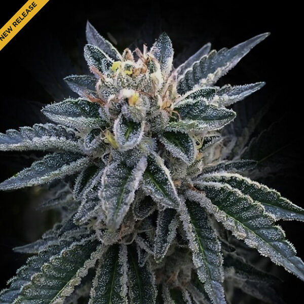 3 Peat feminizada de Dna Genetics