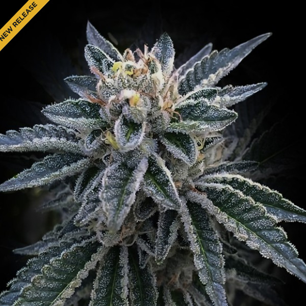 3 Peat feminizada de Dna Genetics