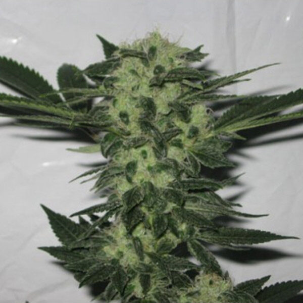 818 Headband feminizada de The Cali Connection