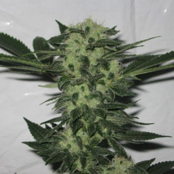 818 Headband feminizada de The Cali Connection