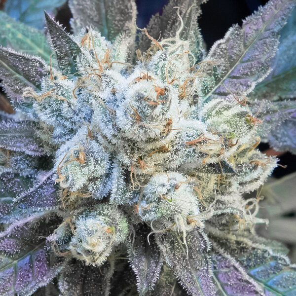 #9 Pound Hammer Fast feminizada de High Speed Buds
