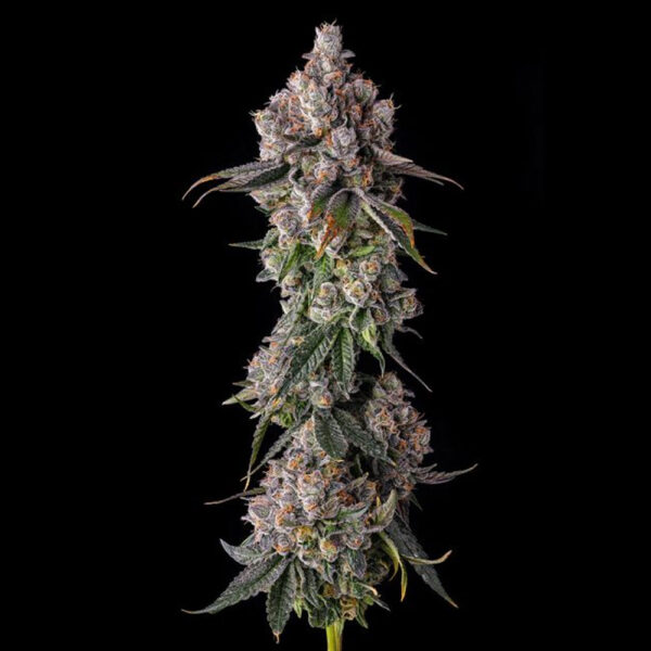 90 Proof : Grape Gas X Pave feminizada de Compound Genetics