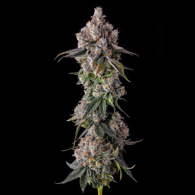 90 Proof : Grape Gas X Pave feminizada de Compound Genetics
