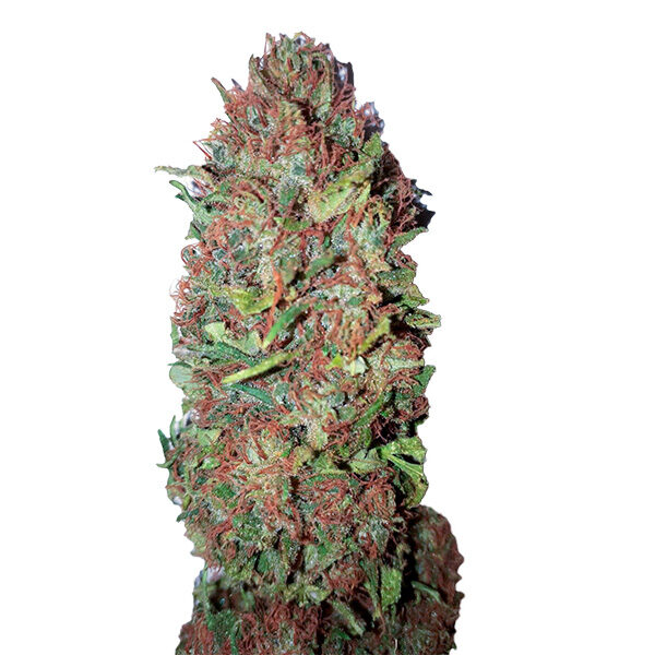 Ac Dc Cookies feminizada de Cbd+ Buds