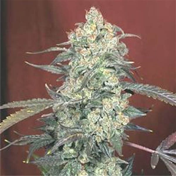 AK 47 feminizada de Serious Seeds