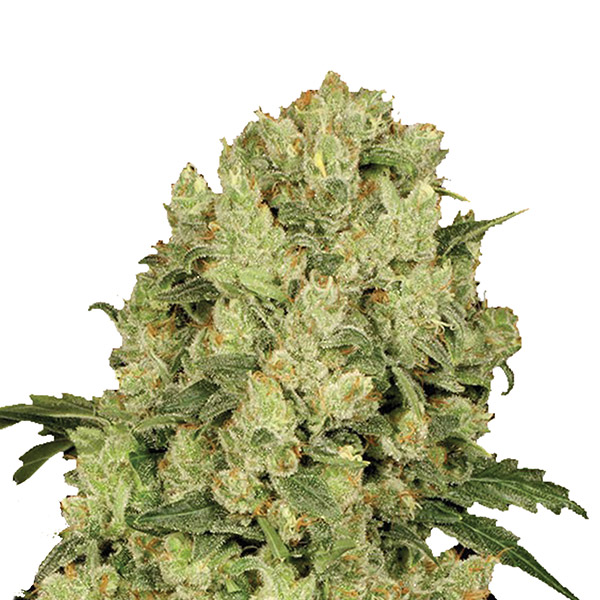 AK 48 feminizada de Nirvana