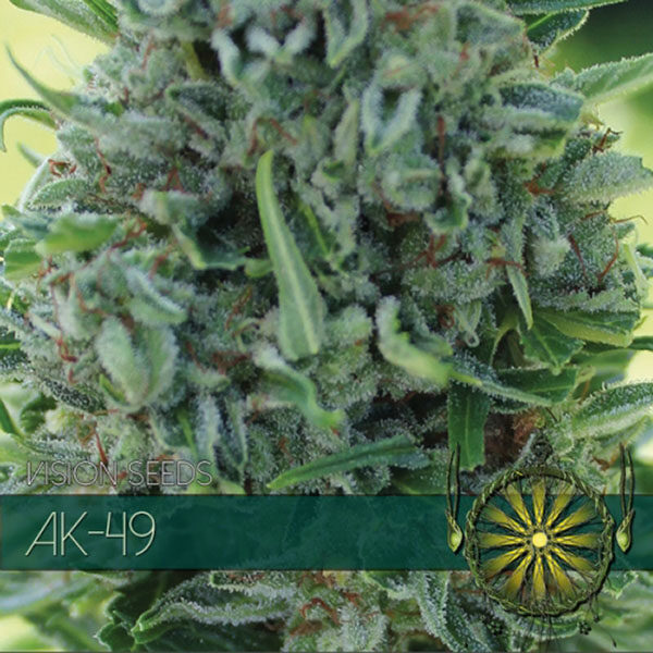 AK 49 feminizada de Vision Seeds