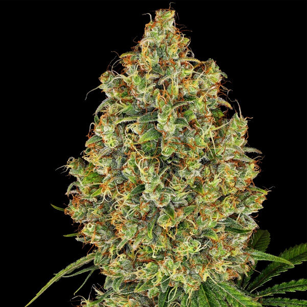 Ak420 feminizada de White Label