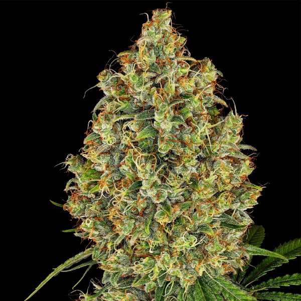 Ak420 feminizada de White Label