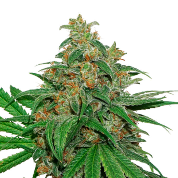 Ak420 feminizada de Seedstockers
