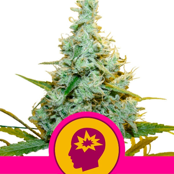 Amg feminizada de Royal Queen