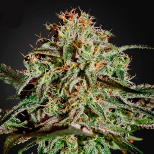 Ams feminizada de Green House