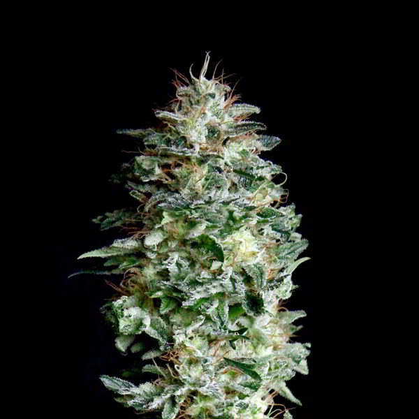 Absolute Herer feminizada de Absolute Cannabis Seeds