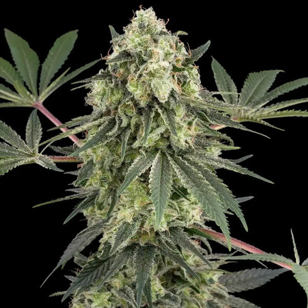 Acai Bacio feminizada de White Label