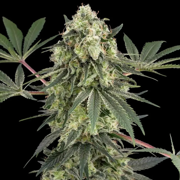 Acai Bacio feminizada de White Label
