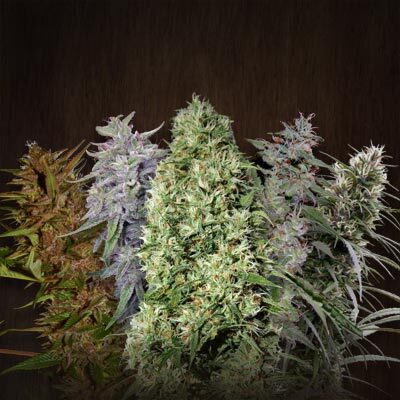 Ace Mix regular de Ace Seeds