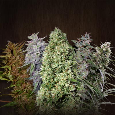 Ace Mix regular de Ace Seeds
