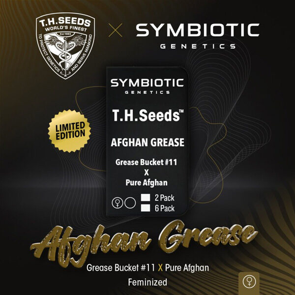 Afghan Grease feminizada de T.h. Seeds
