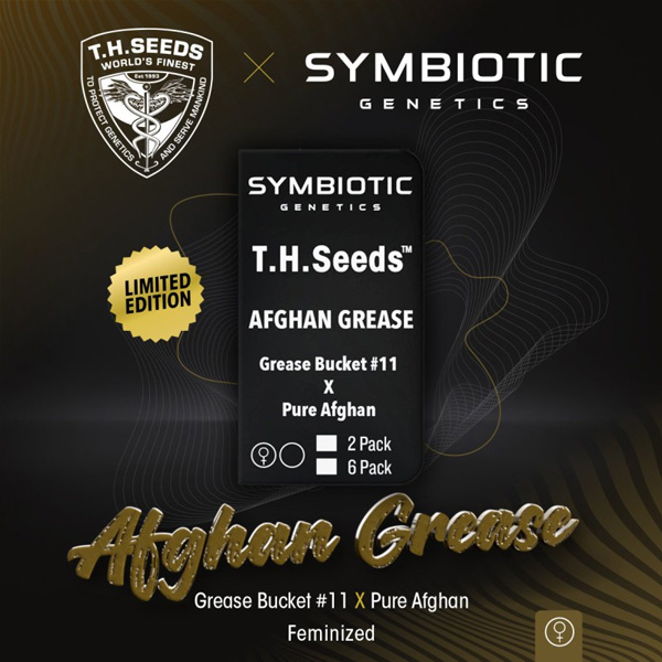 Afghan Grease feminizada de T.h. Seeds