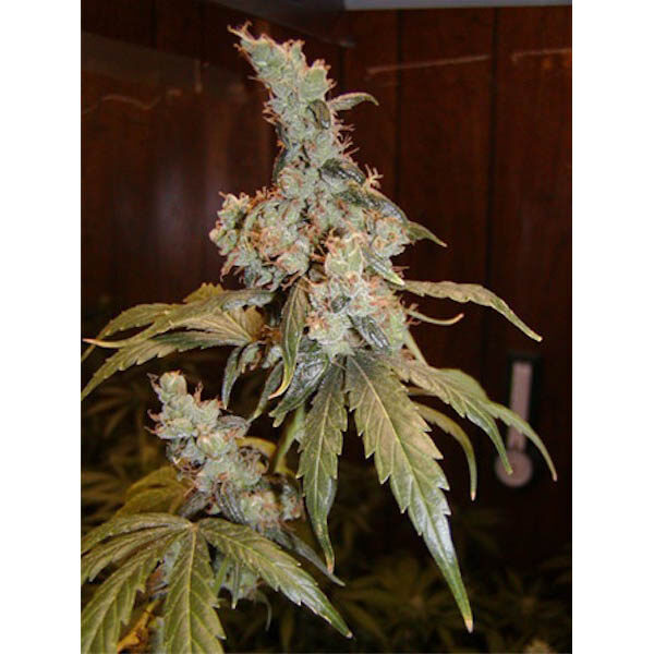 Afghan Haze regular de Mr. Nice