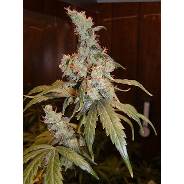 Afghan Haze regular de Mr. Nice