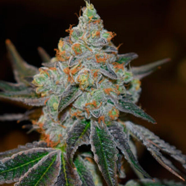 Afghan Skunk feminizada de Expert Seeds