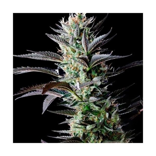 Afghan Skunk feminizada de Mr. Nice