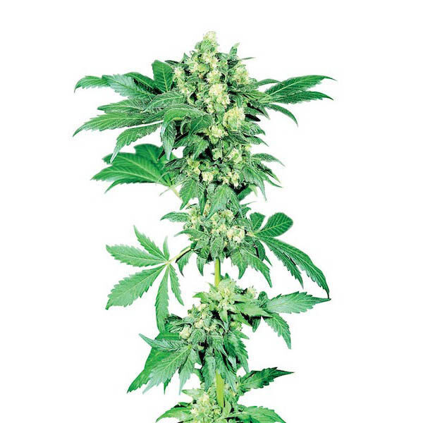Afghani # 1 regular de Sensi Seeds