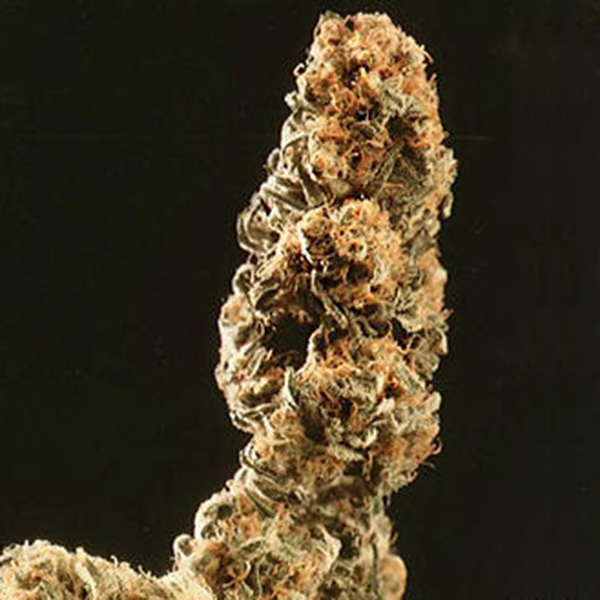 Afghani Special feminizada de K.c. Brains