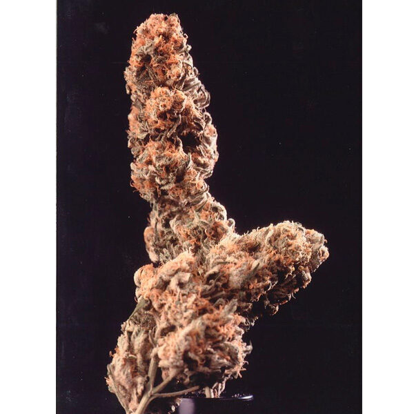 Afghani Special regular de K.c. Brains