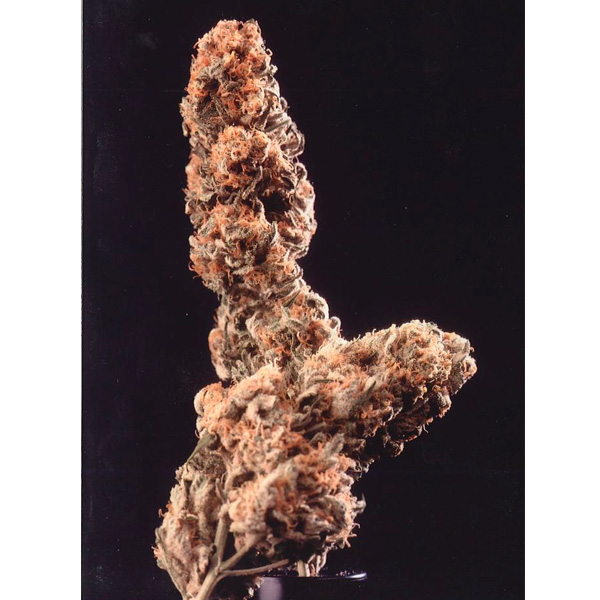 Afghani Special regular de K.c. Brains
