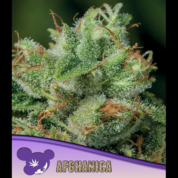 Afghanica feminizada de Anesia Seeds