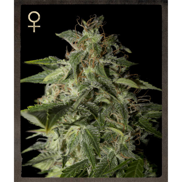 Afgooey feminizada de Strain Hunters Seeds