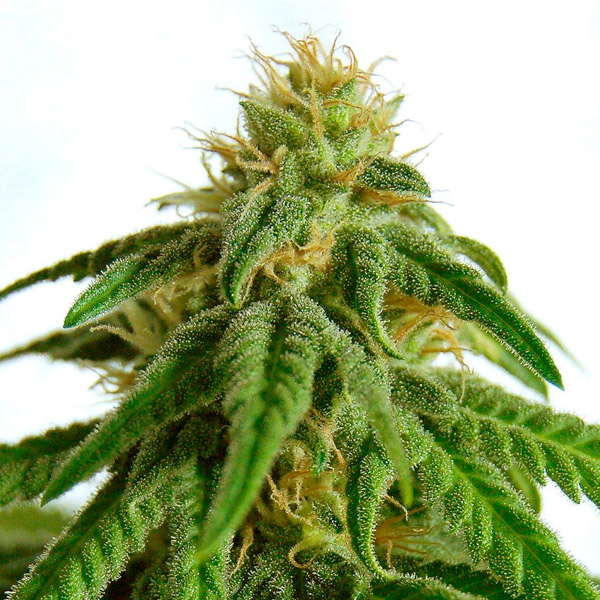 Afrodite feminizada de Kannabia Seeds