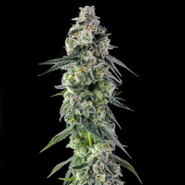 Afters : Mad Rabbid #5 X Mellowz #8 feminizada de Compound Genetics