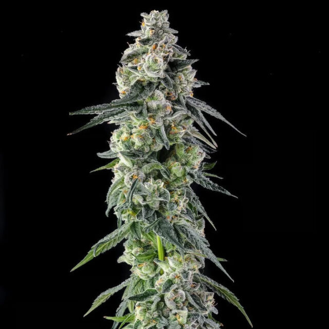 Afters : Mad Rabbid #5 X Mellowz #8 feminizada de Compound Genetics
