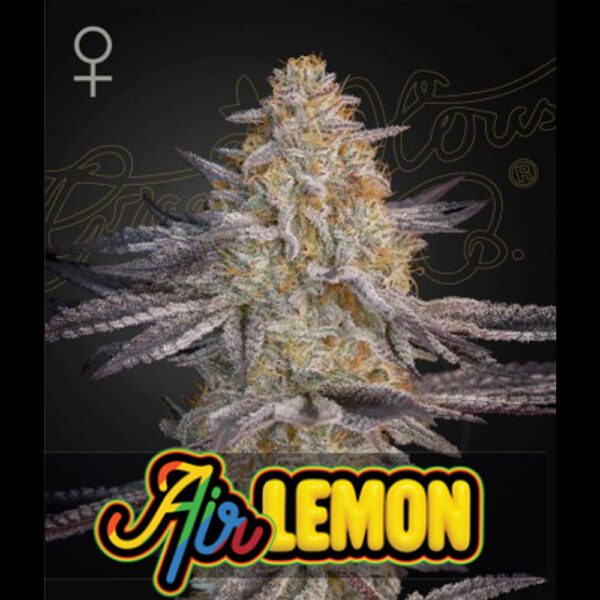 Air Lemon (super Lemon Haze X Rs11) feminizada de Green House