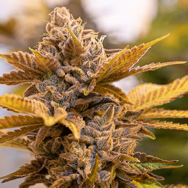 Alien Candy Kush Fast feminizada de High Speed Buds